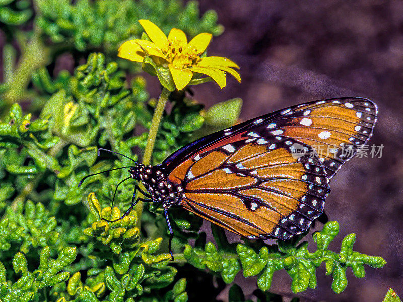 蝶后(Danaus gilippus)是一种产于北美和南美的蛱蝶科蝴蝶，翼展80-85毫米。它是橙色或棕色的，翅膀边缘是黑色的。加拉帕戈斯群岛，厄瓜多尔。加拉帕戈斯群岛国家公园。蓬cormo